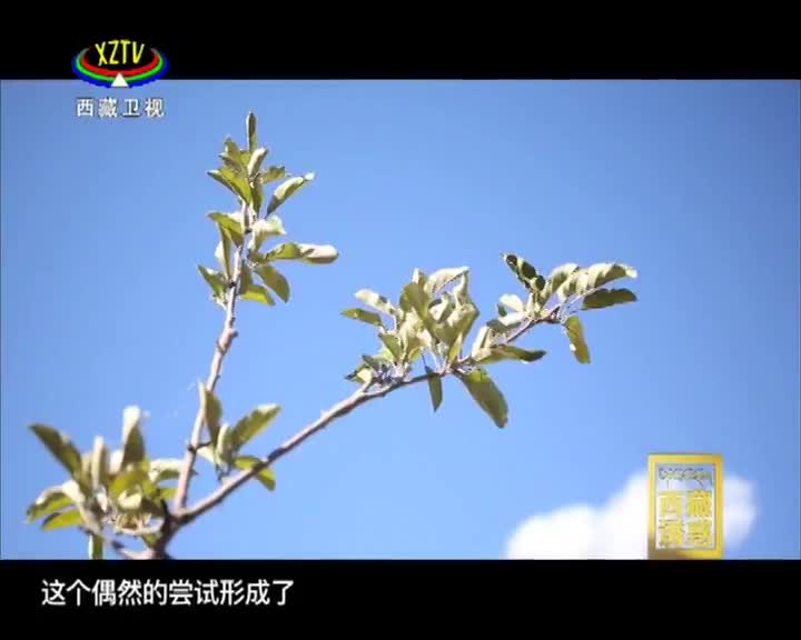 《西藏诱惑》红色记忆——校园讲解队